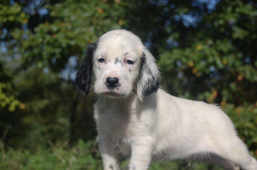 De Combe Saunière - Setter Anglais - Portée née le 15/09/2019