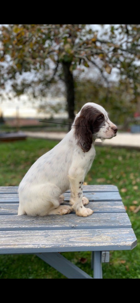 De Combe Saunière - Setter Anglais - Portée née le 01/09/2020
